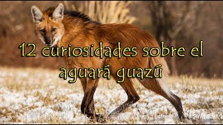 12 curiosidades sobre el aguará guazú [upl. by Godding923]