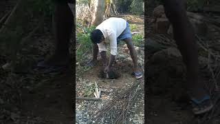 How to plantion the mango plant mengo plant mango tree [upl. by Aisena]