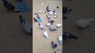 জালালী কবুতর  shorts Jummah Shahjalal pigeon niceview mazarsharif pigeonlove niceplace [upl. by Ayiak]