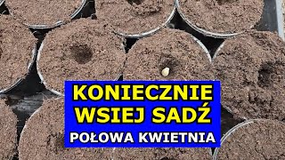 KONIECZNIE Wysiej Sadź te Warzywa w Połowie Kwietnia Co siać sadzić w Kwietniu Kalendarz Ogrodnika [upl. by Assirok]