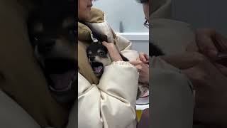 Husky Funniest and Cutest Compilation [upl. by Einaoj]