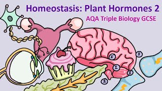 GCSE Science Biology AQA  Homeostasis Plant Hormones 2 [upl. by Yttiy]