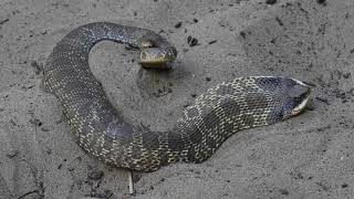 Eastern hognose snake threat display [upl. by Nnav]