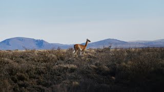 Guanacos  Centinelas de la Estepa  Patagonia [upl. by Aniale]