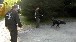 Mantrailing Erste Schritte mit Rottweiler Ares [upl. by Jorrie]