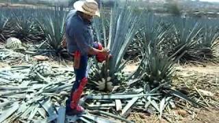 agave plant harvesting video [upl. by Anirat]