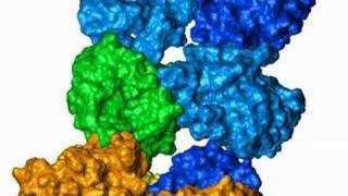 Rhodopsin interaction with transducin [upl. by O'Connell]