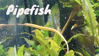 Freshwater Pipefish [upl. by Notrub697]