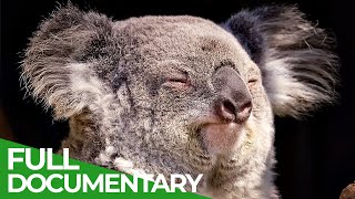 Wildlife  Just Marsupials  Free Documentary Nature [upl. by Letnuhs]