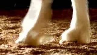 Budweiser Clydesdale Horses [upl. by Kcajyllib]