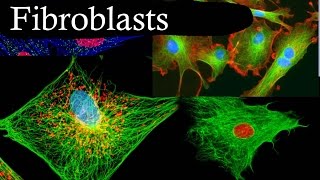 Fibroblasts In 3 Minutes [upl. by Asoral]