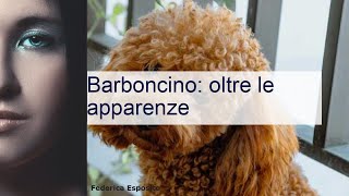 Barboncino carattere aspetto altezza prezzo [upl. by Ytisahc]