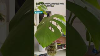 Monstera care in water shorts monstera gardening gardeningtips [upl. by Llerihs]