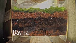 Layered worm bin 8week timelapse  FAST PLAYBACK  vermicomposting [upl. by Castara76]