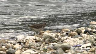 Auenlandschaften in Südtirol  geosfilm HD [upl. by Lyrad930]