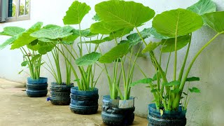 Recycle Plastic Bottles Grow Colocasia Gigantea at Home [upl. by Girard848]