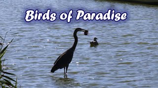 Bird Paradise  Meadow Lake in Flushing MeadowsCorona Park [upl. by Mcgill]