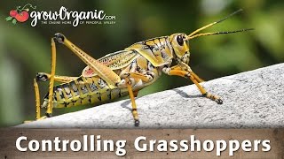 Controlling Grasshoppers [upl. by Danella82]