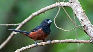 Bullfinch Trinidad HD Audio [upl. by Ardnaid726]