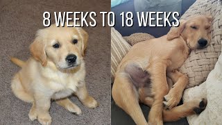 Life With A Golden Retriever  Puppy From 8 Weeks To 18 Weeks [upl. by Caldwell]