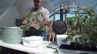 Using Growbags for Transplanting Tomatoes [upl. by Browne]