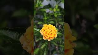 Lantana flowers gardenflower garden [upl. by Bibi]