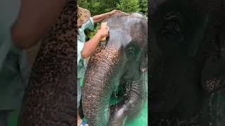 Professional bather bathes the elephant Dragon Dream Elephant [upl. by Turk605]