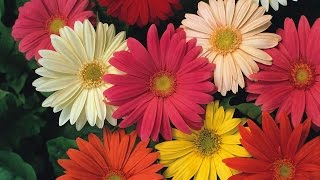 How to make beautiful flowers  gerbera paper flower [upl. by Aindrea]