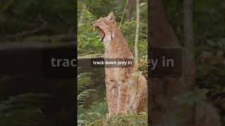 The Extraordinary Secrets of Caracal Cats [upl. by Opalina394]