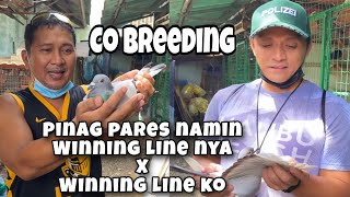 CO BREEDING MELCHOR GALOTERA WINNING LINE X REGGIE CRUZ WINNING LINE Reggie Cruz Loft amp Aviary [upl. by Morganne]