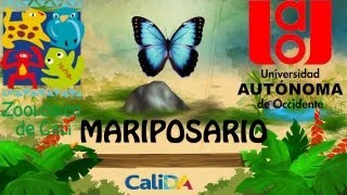 Zoologico de Cali  Mariposario [upl. by Chanda]