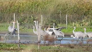 Sandhill cranes at Muirhead springs 2 [upl. by Delores205]