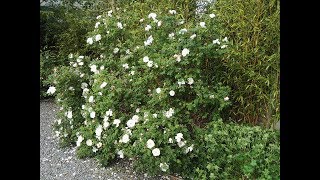 Hardy Geraniums with John Lord [upl. by Leonerd]