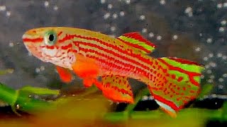 Aphyosemion Striatum killifish [upl. by Anuaf]