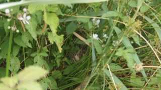 Sedge Warbler nest [upl. by Suedama116]