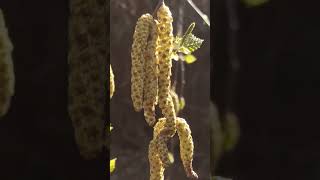 Male and female catkins on Betula pendula weeping birch shorts [upl. by Elocaj]