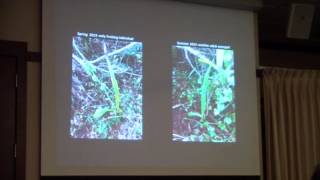 Jason Downing  Mycorrhizal Associations of Two Native Florida Orchids [upl. by Suilenrac]