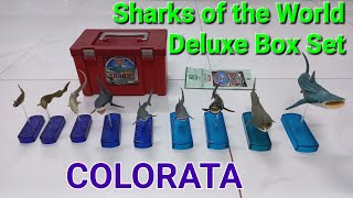 COLORATA☆Sharks of the World☆Deluxe Box Set shark colorata [upl. by Bred546]