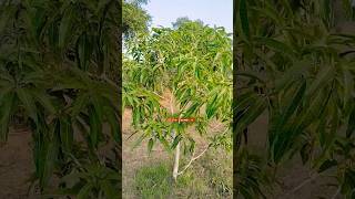 Mango farmingmango farming by elite farmers [upl. by Leber962]