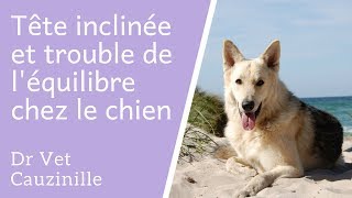 Tête inclinée et trouble de léquilibre chez le chien [upl. by Carolyn981]