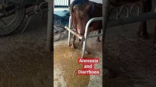 Ruminal Acidosis  Acidic Indigestion  Diarrhoea in Cow cattle indigestion dairyfarm shorts [upl. by Sabu926]