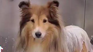 Adorable Sheltie  Senior Shetland Sheepdog [upl. by Vories456]