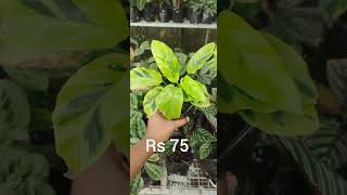 calathea plants for sale Rs 75 each 9447431253 [upl. by Hgielrac496]