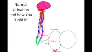 How Does Spinal Cord Injury Effect the Bladder [upl. by Yacano776]