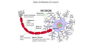 Neurobiology 15 Types of cells in the brain [upl. by Rehctaht]