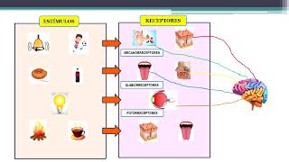 ESTÍMULOS Y RECEPTORES  4TO GRADO 1º UNIDAD [upl. by Assiral174]