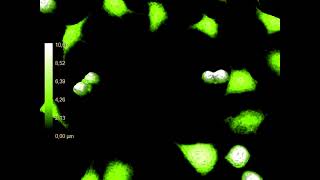 Cell divisions by L929 mouse fibroblast cells  HoloMonitor® [upl. by Nyral345]