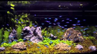 100 cardinal tetra in an aquascaping tank [upl. by Hartmann]