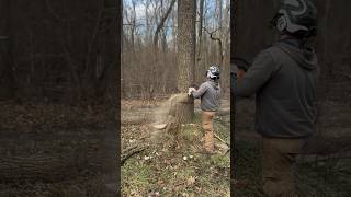 arboriculture arborist felling trees logging stihl 500i chainsaw foryou shorts [upl. by Pauli]