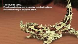 XBIONIC® Technology Thorny Devil [upl. by Grubman]